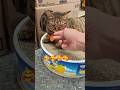 love this #cat #youtubeshorts #shorts #catlovers #cats