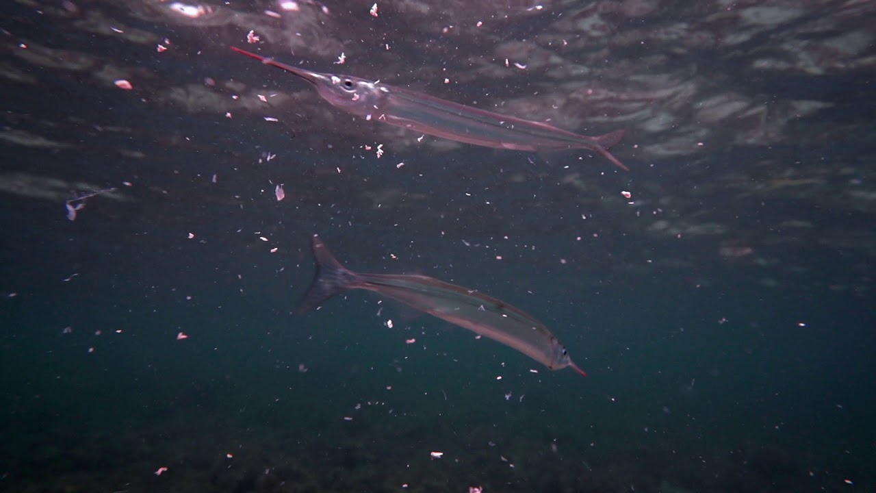 Garfish  feeding