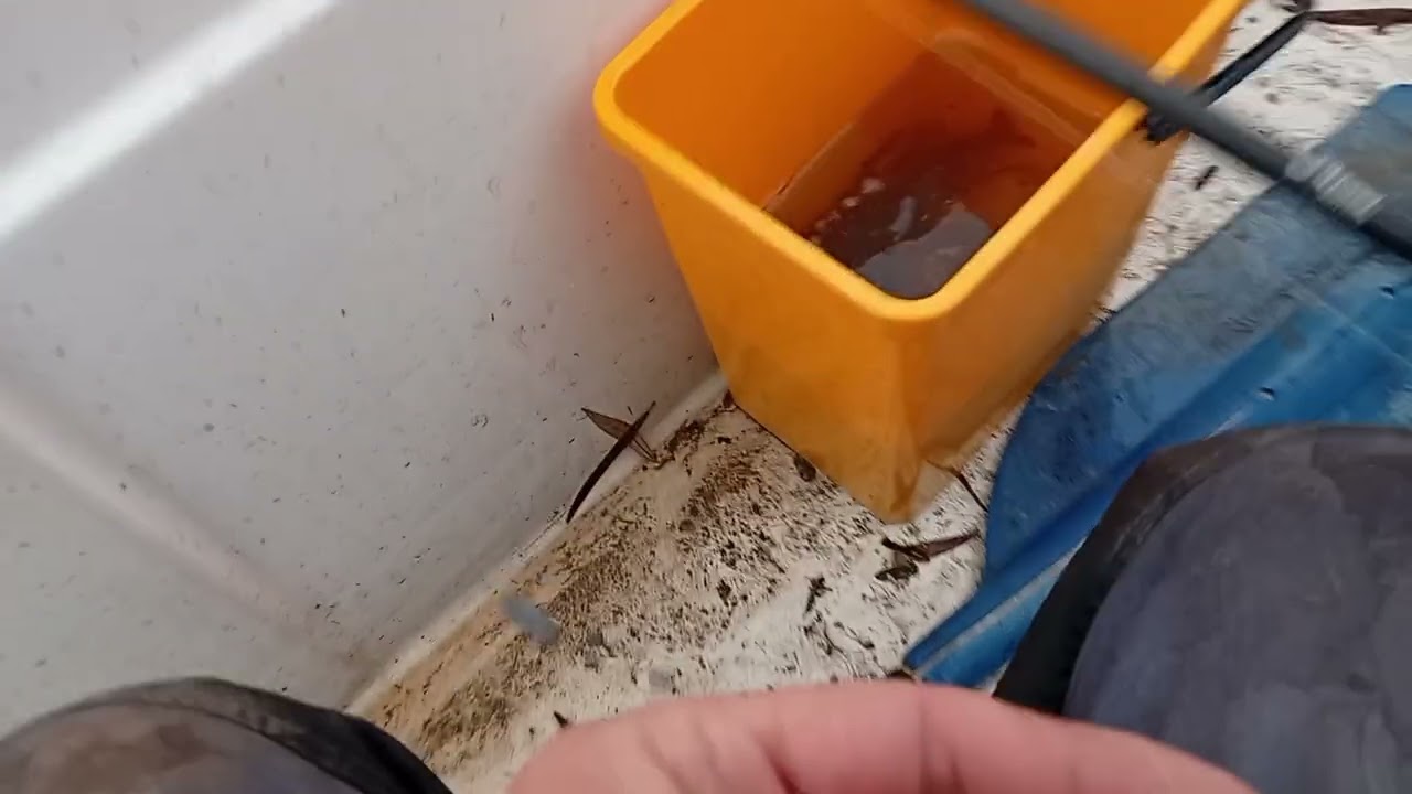 Decembarski smudj ( babuskice neodoljive)