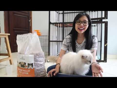 Video: Serat Dalam Makanan Kucing