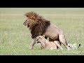 Lions Mating in SLO MO