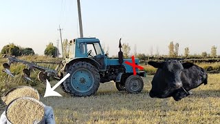 картинка: 14 октября 2025 г.БУГДОЙ ЭКИШ ЖАРАЙОНИ УЗИМИЗ УЙДАН