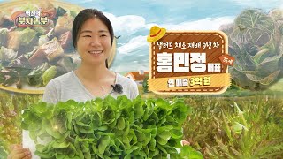 [198회]  아쿠아포닉스 쌈 채소 농장 운영으로 연 매출 3억 원! '충남 태안군 홍민정 부자농부'