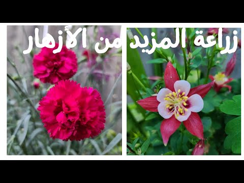 فيديو: زراعة زهور Dianthus في الحديقة - كيفية رعاية Dianthus