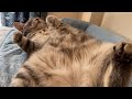 毛並みふわふわすぎるだろ