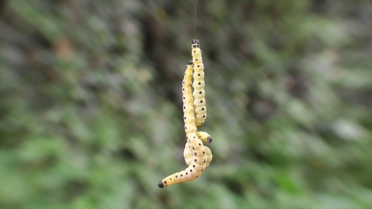 Gespinstraupenmotten. Apolloweg Valwig Moseltal