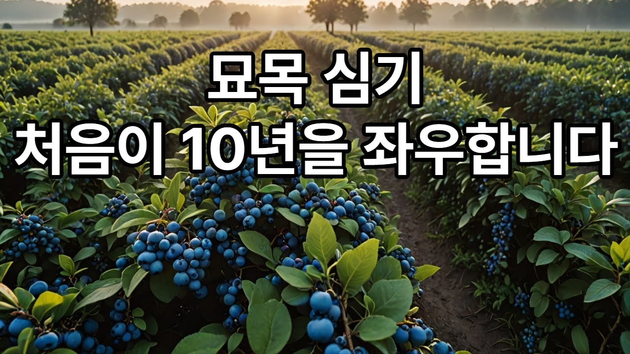 블루베리 묘목 심기, 처음이 10년을 좌우합니다