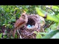 Bird hatching and brooding