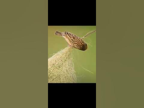 уран шувуу🌺🥰 - YouTube