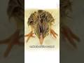 The greatness of life #shorts #shortvideo #animals #egg #story