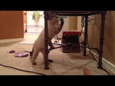 Cat punching bag