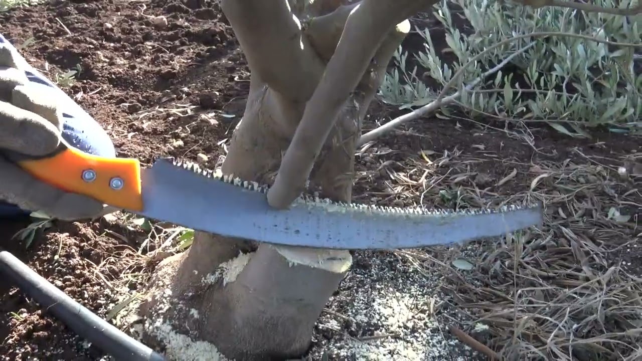 أخطاء في تقليم التكوين وأثرها على مستقبل شجرة الزيتون 0667946266