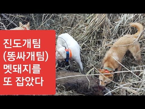 #48진돗개멧돼지사냥개ㅡ또잡았습니다한번에두마리ㅡ진도개사냥실전편 a wild boar hunt(shoot) best korean jindo dog story