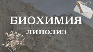 Катаболизм липидов/жиров (липолиз) и криолиполиз | Биохимия