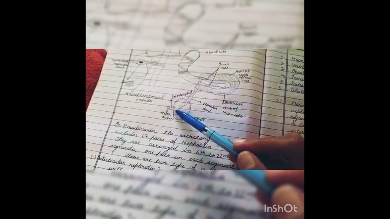 Excretory system of leech with Proper notes . - YouTube