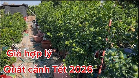 Quất cảnh Tết Hưng Yên  bắt đầu phục vụ Tết 2026