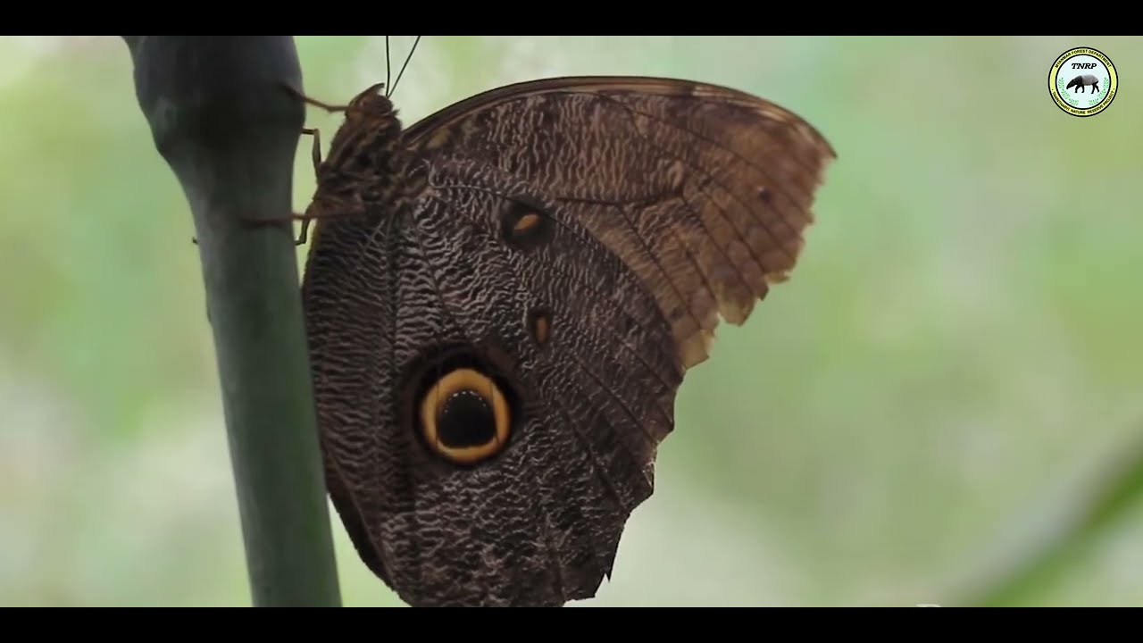 Tanintharyi Nature Reserve Project (TNRP) Documentry