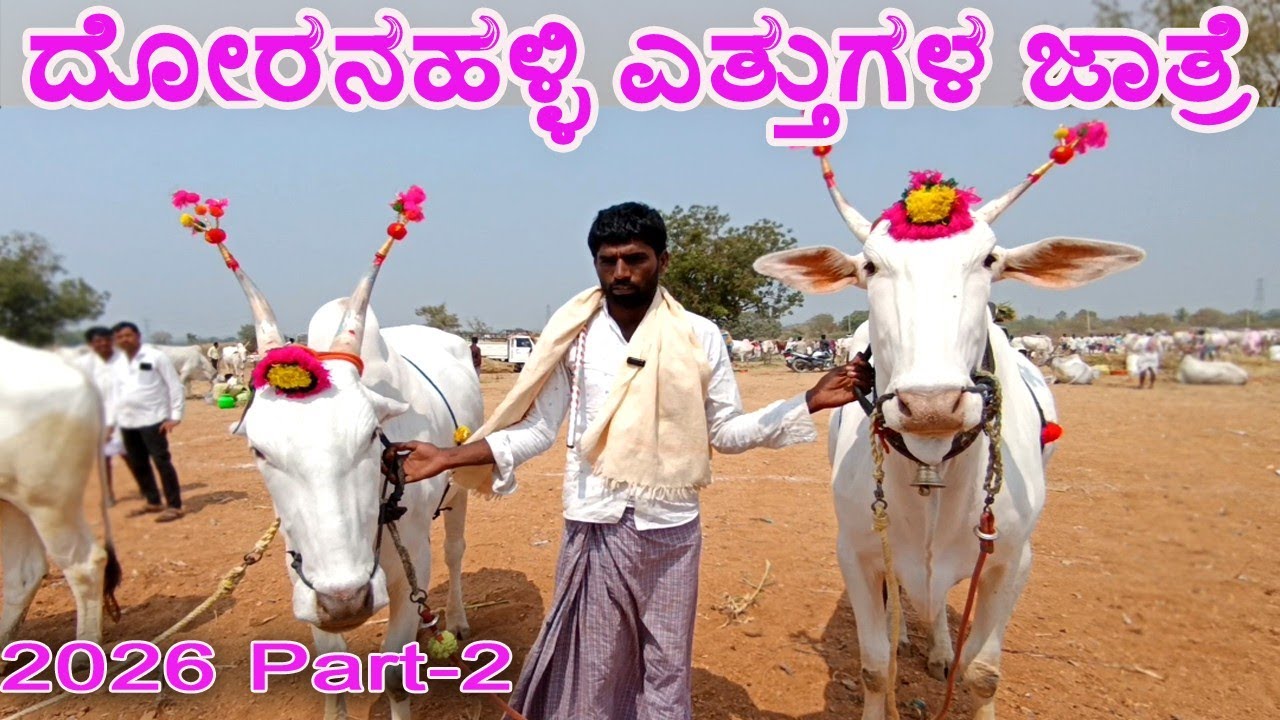Doranahalli jatre 2026 | ದೋರನಹಳ್ಳಿ ಎತ್ತುಗಳ ಜಾತ್ರೆ | Cattle Fair in 2026 | Ethugala Jathre 