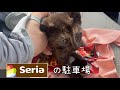 車の下から子猫が出てきた。無我夢中で保護。セリアの駐車場。