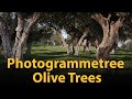 Photogrammetree  olive trees  darstellungsart