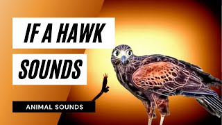 If A Hawk Sounds - hawk sound effects all sounds