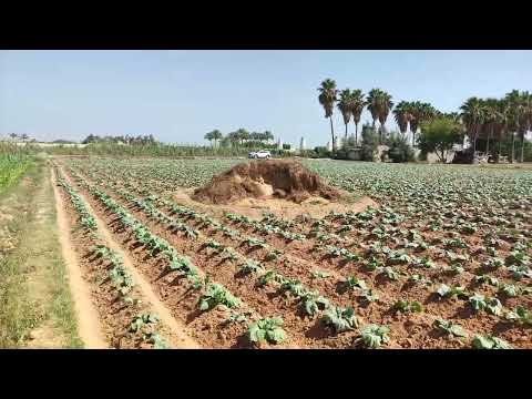 أفضل موقع ارض بحارى بجوار مدينة النوبارية محافظة البحيره