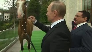 Путин подарил королю Бахрейна ахалтекинского коня -08.02.2016 Путин подарил королю Бахрейна ахалтекинского коня -08.02.2016