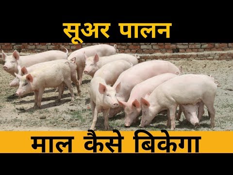 वीडियो: पिगफेस को कब प्रून करें?