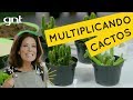 Como fazer jardim de cactos | Jardinagem | Gabi Pileggi