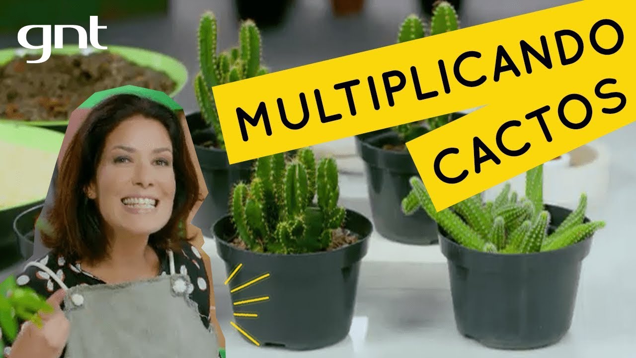Como fazer jardim de cactos | Jardinagem | Gabi Pileggi Como fazer jardim de cactos | Jardinagem | Gabi Pileggi