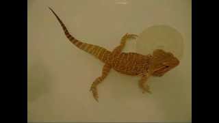 Bearded Dragon- Does Her Poops