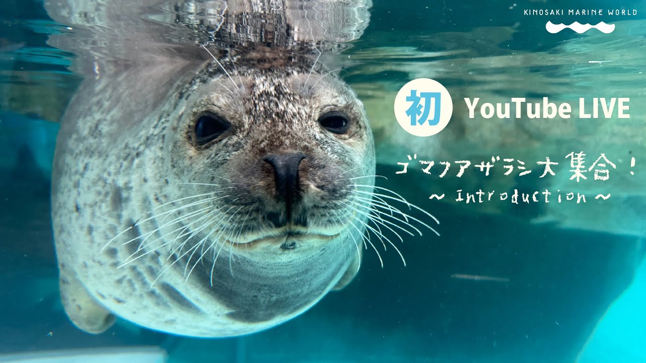 【初！YouTube LIVE】ゴマフアザラシ大集合！～Introduction～（城崎マリンワールド）