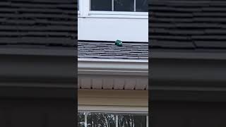 Jerry Gets Stuck On The Roof