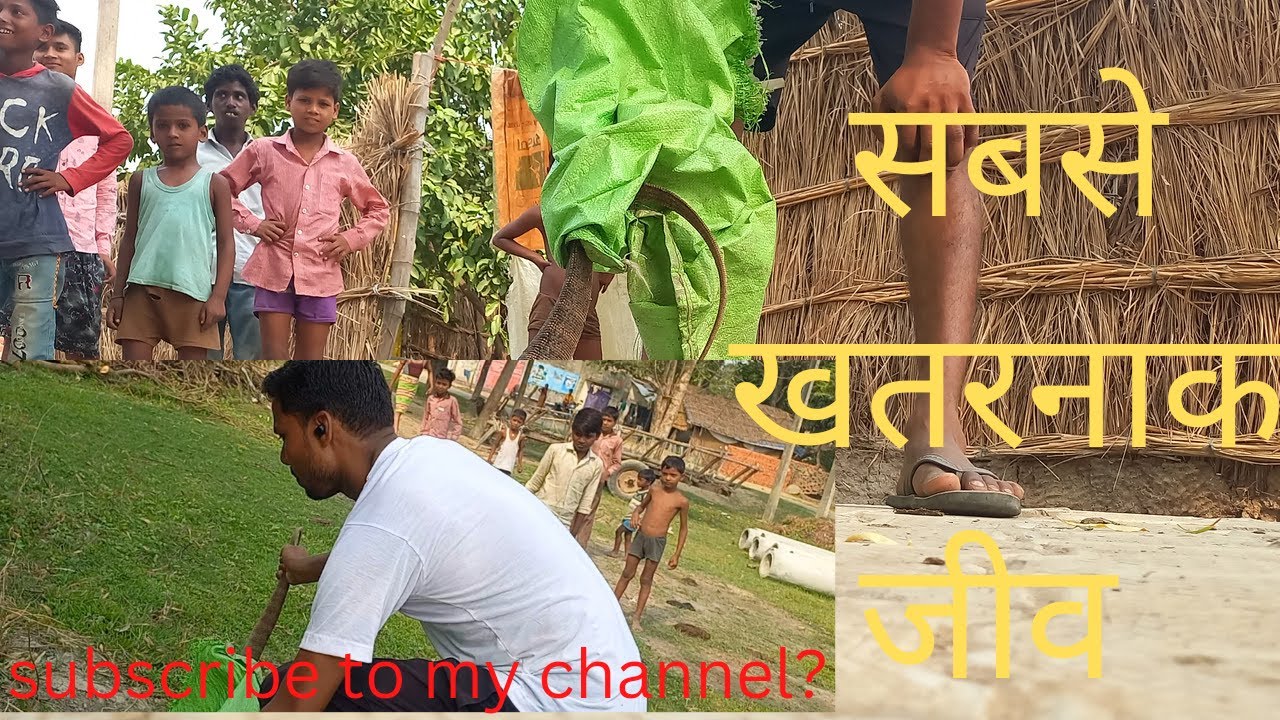 Monitor Lizard rescue and release YouTube