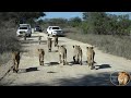 The BEST LION SIGHTING EVER In Kruger Park - The S100 Mega Lion Pride