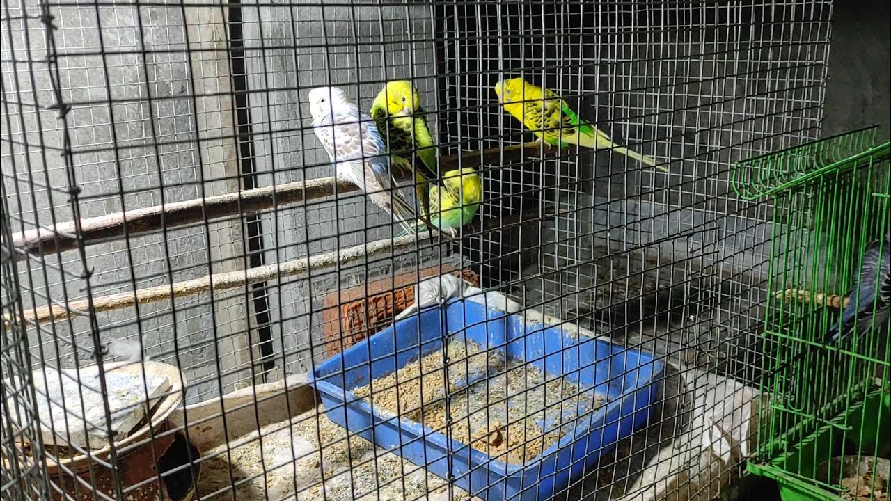 winter pets diethow to take care of pet birds in winter,how to keep