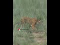 Jim Corbett Tiger #tiger #shorts #ytshorts #shortsfeed #animals #jimcorbett #trending