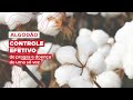 Veja como controlar pragas e doença do algodão em entrevista com especialista ao AgroPapo