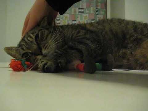 cat แปลว่า purrs