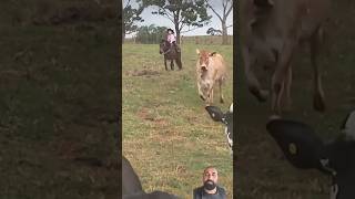 #gado #fazenda #pecuarista #mini #boiadeira #mercadoagricola #sabiadocampo #vidanaroça  #anacastela