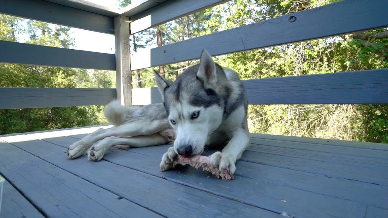 Husky PEACEFULLY eats raw Beef Rib with the beautiful sounds of nature