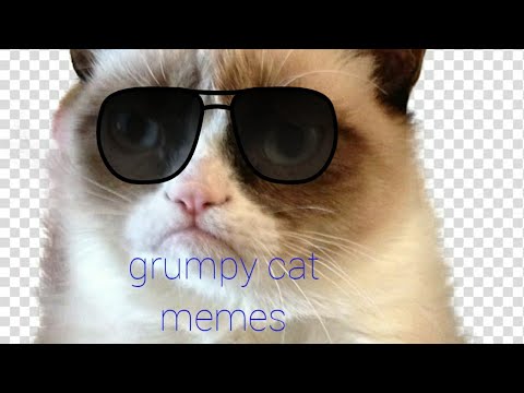grumpy-cat-memes/-new-intro