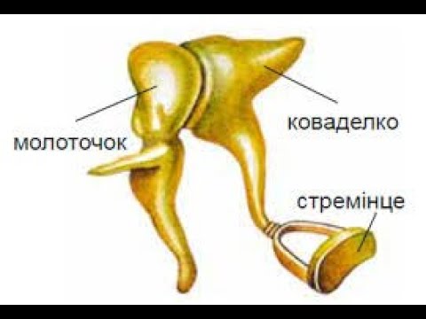 косточки среднего уха млекопитающих