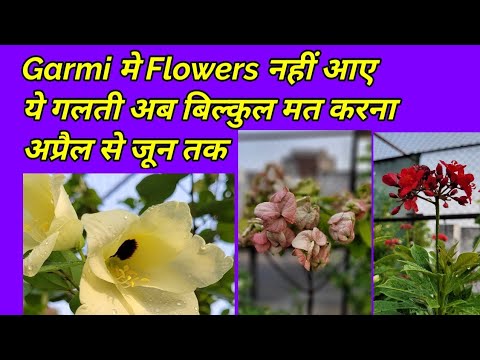 वीडियो: सभी गर्मियों में कौन सी क्लेमाटिस खिलती है?