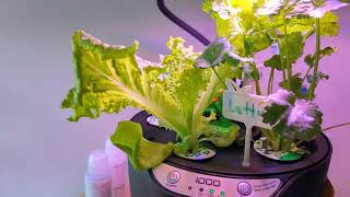 iDOO ID-IG305 Hydroponic Growing System 45-Day Review