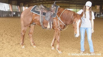 Smooth Caviar - riding bridleless! - ValleyViewRanch.net
