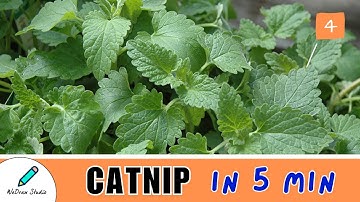 Amazing Catnip Herb 🌟 - Magical Benefits, Facts, Uses & More!