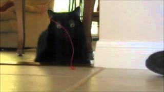 WORLD'S ANGRIEST CAT 2 ! : STRING ATTACK!