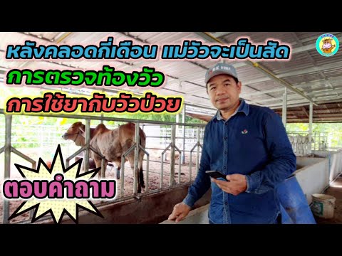 การตรวจท้องวัว-การให้ยา-และการ