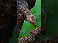 O ATAQUE IMPLACÁVEL DA ÁGUIA (CENA REAL)#BatalhaAnimal #NaturezaSelvagem #Inacreditável